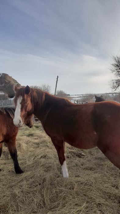 Табунный жеребец