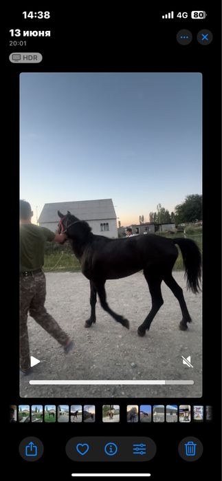 Жылкы сатылады қанды