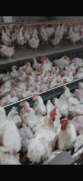 Vand gaini de carne en gross