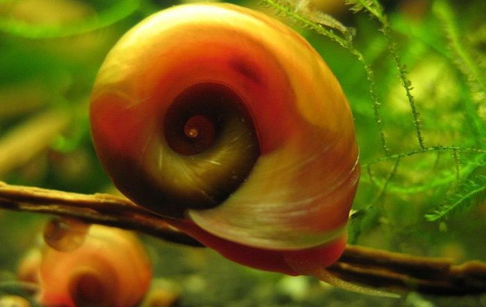 Улитки катушки не дорого