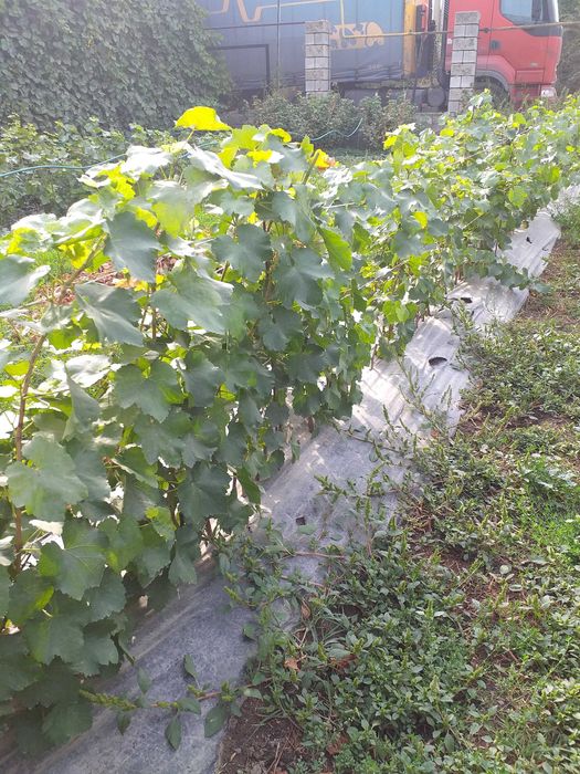 Продажа саженцев винограда