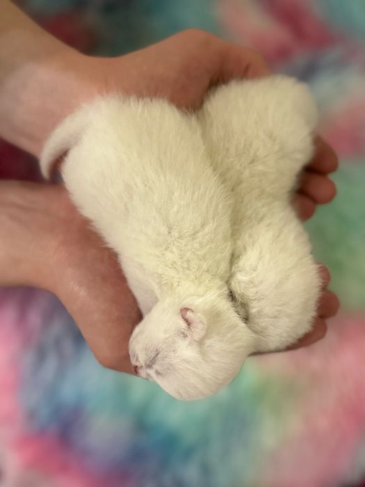 Котятки шиншиллы с синими глазами