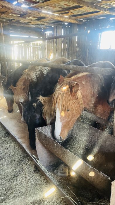 12 бас жылқы сатамын откормнан