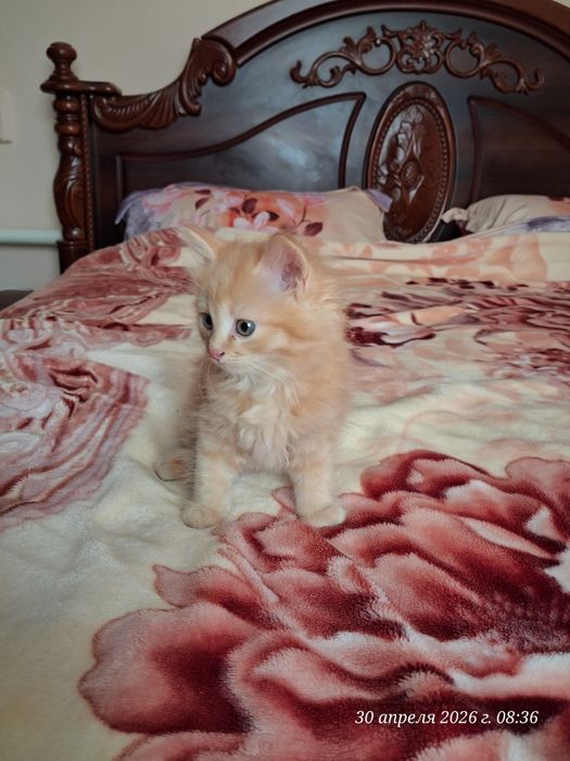 Продам красивых котят