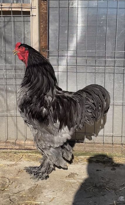 Cocoș Brahma Albastru