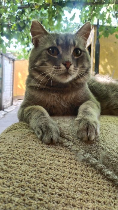 Отдам котика в добрые руки