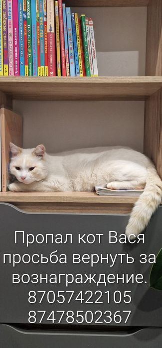 Пропал Кот по кличке Вася