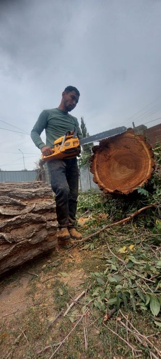 Спил деревьев, обрезка дерева, ағаш кесеміз