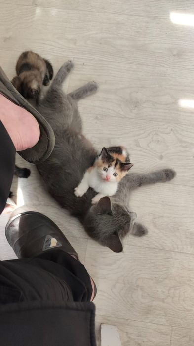 Котята в добрые руки