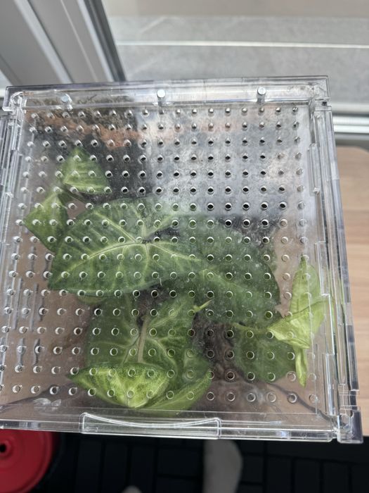 Терариум за отглеждане на влечуги.