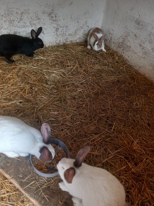 Hycol francez și metiș