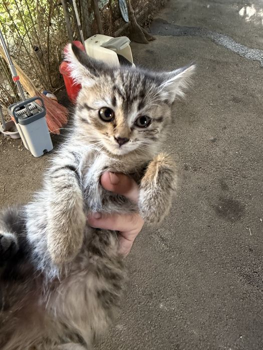 Котята, не породистые