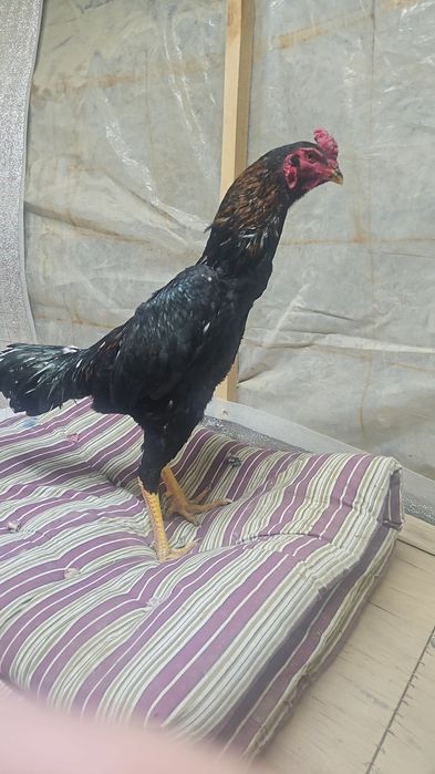 Продам бойцовский петухов