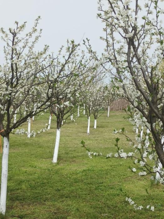 Продава се Къща в с. Асеновци, Област Плевен - 60 кв.м за 192 €/кв.м - Снимка #2