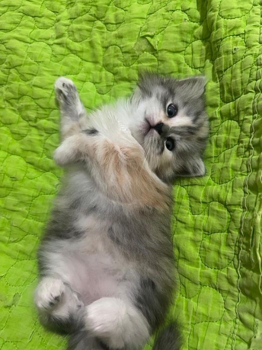 Продам котят скотиш-страйт