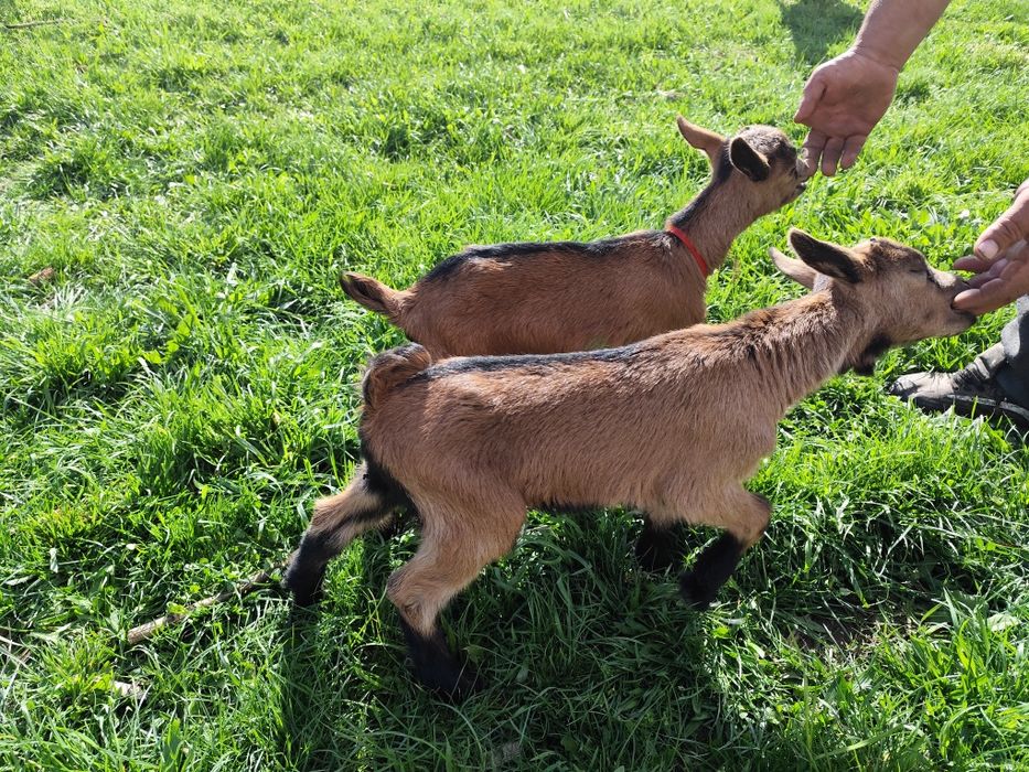 Capra alpina franceza cu ied