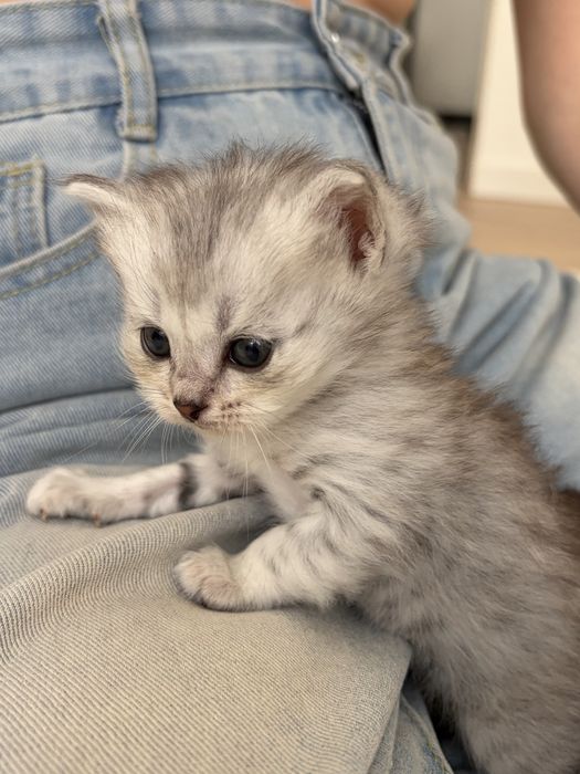 котята скоттиш страйт