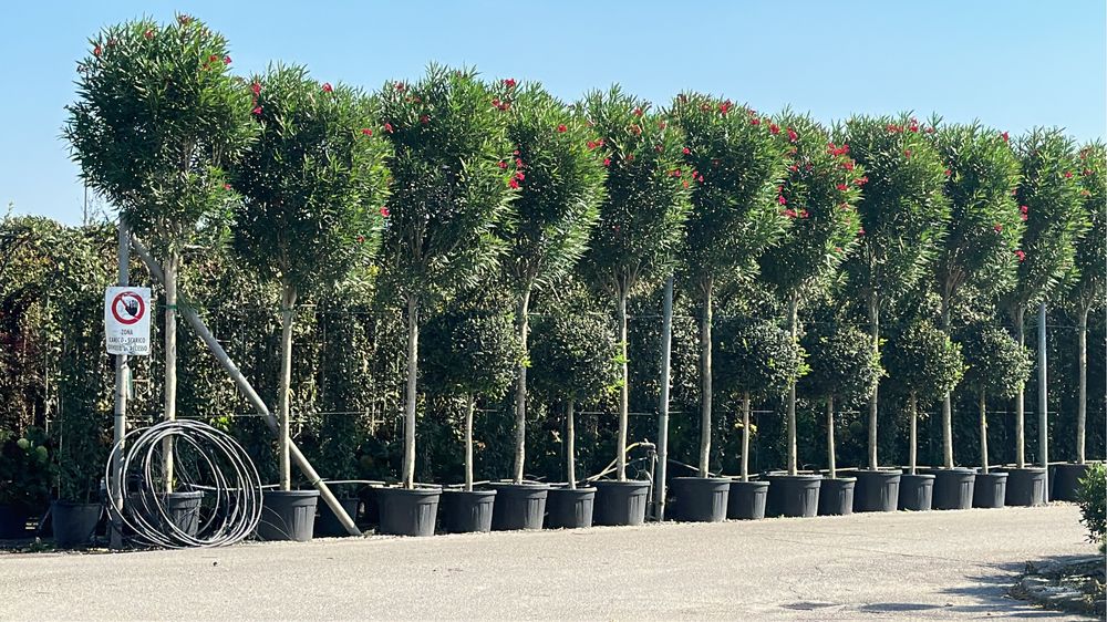 Tuia brazi bosai palmieri maslini cedru ilex spirale pohtinia taxus