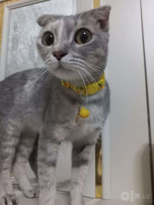 Scottish fold sotiladi