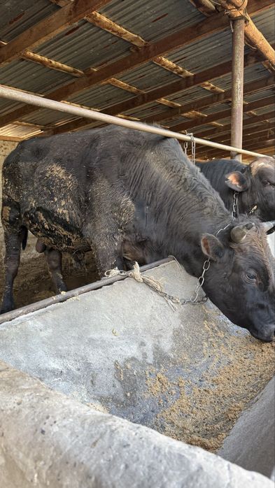 Бука сатылады таза Алатау