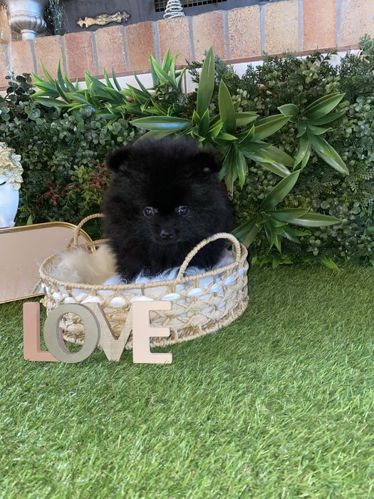 Pui pomeranian negru
