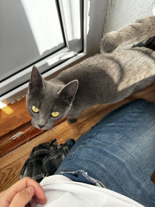 Отдам кошечку в добрые руки