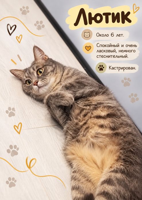 Ищу дом для котиков!
