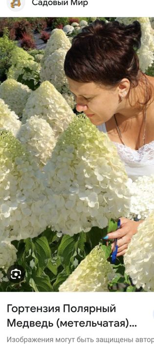 Продам детки гортензии