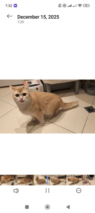 9-месечна женска златна британска късококосмя котка