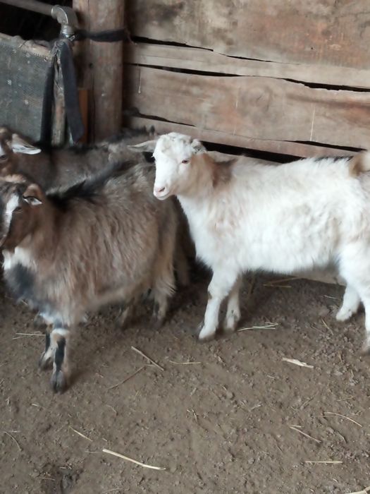 Токты.семіз ешкілер