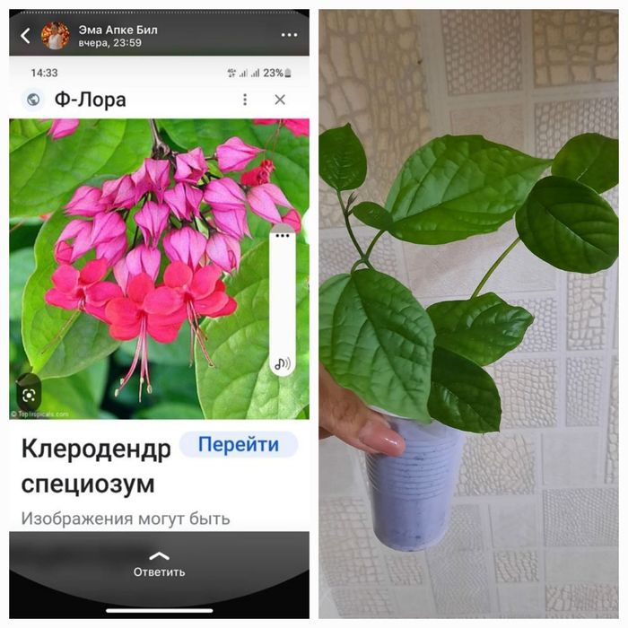 Продам комнатные цветы