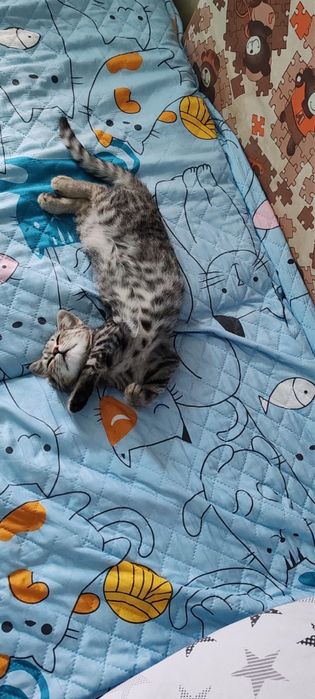европейская короткошерстная кошка