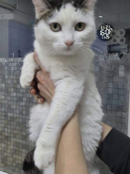 Кошечка мечтает жить дома!