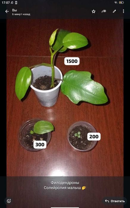 Комнатные цветы и отростки