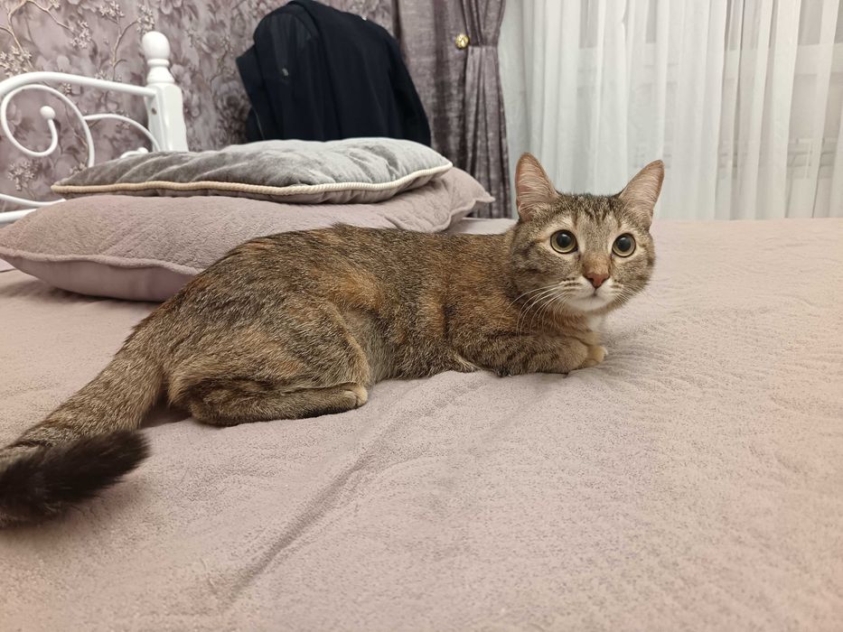 Отдам кошку бесплатно