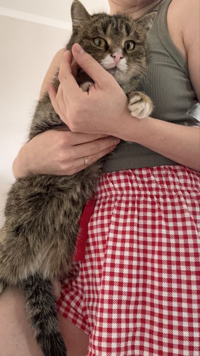 Котик в добрые руки