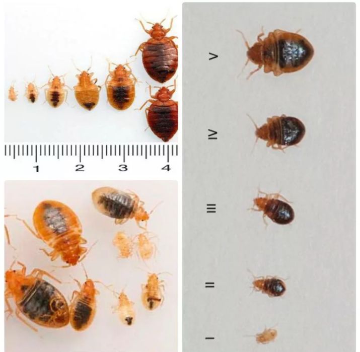 Клопы термиты тараканы