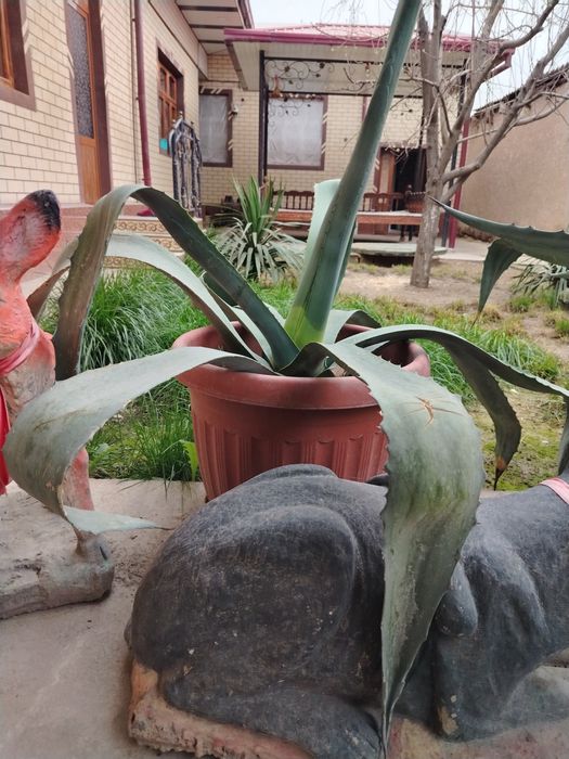 Kotta Agavalar sotiladi