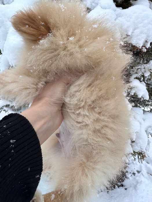 Продаются щенки малого немецкого шпица