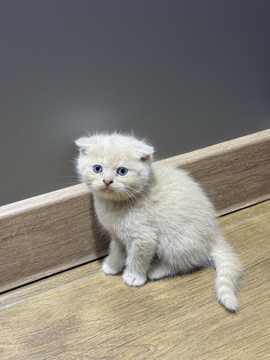 Мушукчалар сотилади