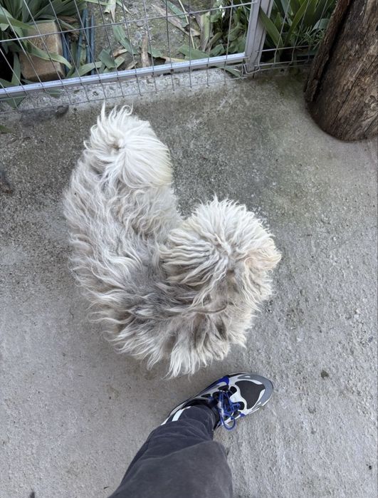 Tuns caini de orice talie