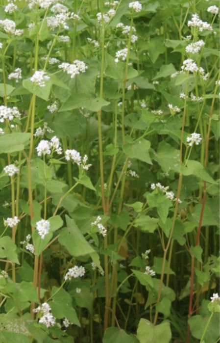 Продам семена гречихи