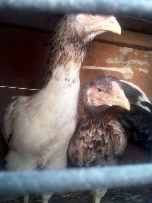 Товук ва хурозлар сотилади