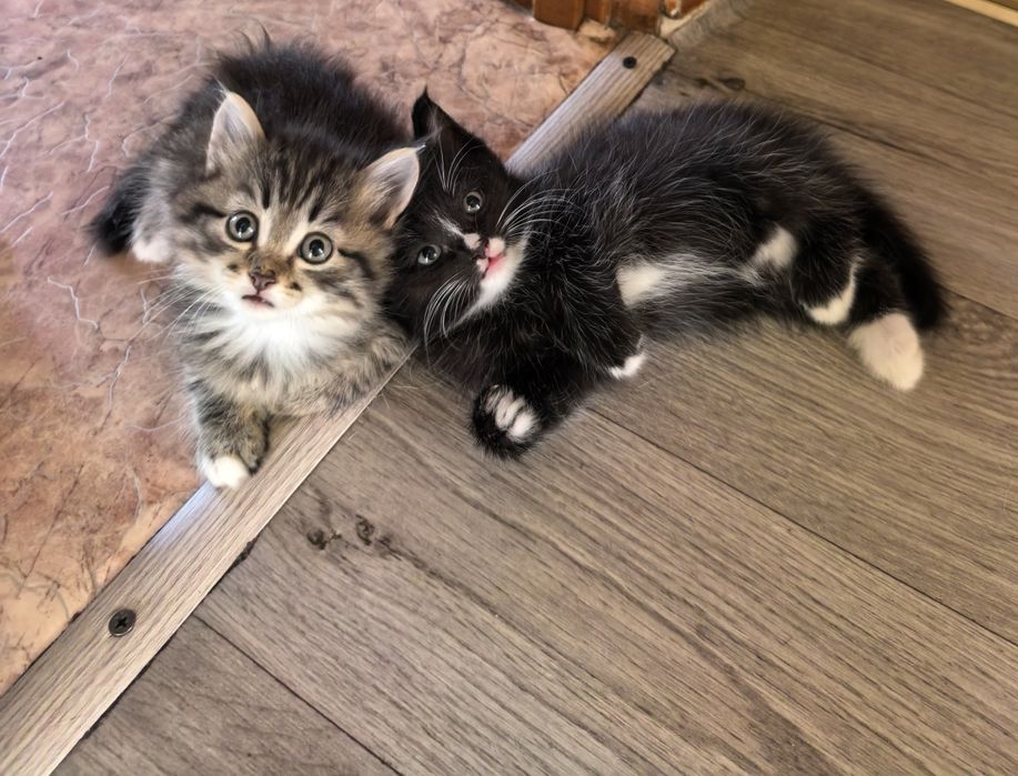Отдам котят в добрые руки