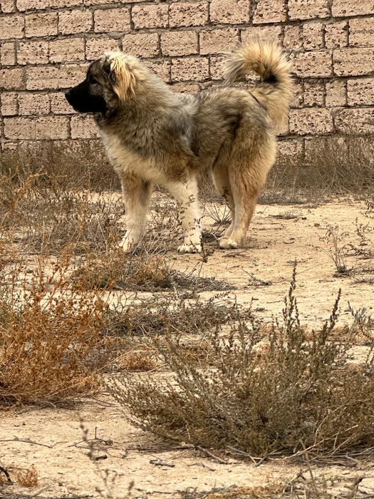 Кавказская овчарка