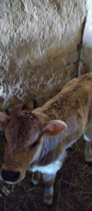 Телёнок продается