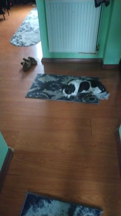 Donez cățelușa bichon