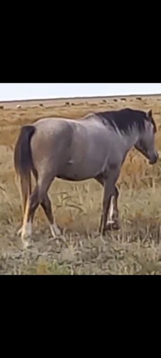 Айғыр сатылады дөнен