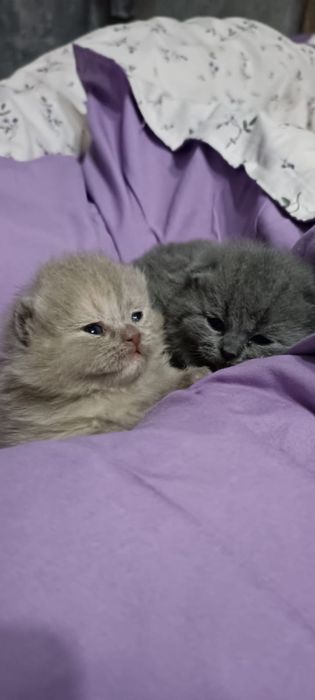 Продам котят британцев