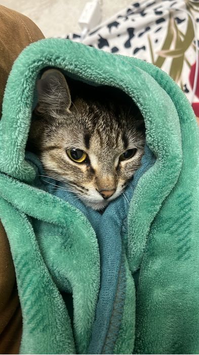 кошки бесплатно.